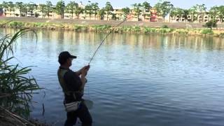 Milkfish on fly in Taiwan