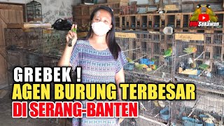 AGEN BURUNG TERBESAR DI SERANG BANTEN OJOS MANIA/ISTANA KICAU