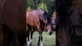 Equine Eye 'Vision' - Paddock/Stable Camera (4G/5G)