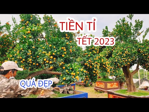 Video Siêu phẩm quất quýt tết 2023 đẹp nhất Việt Nam - youtube