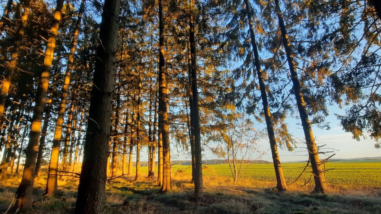 Skogarmaor Kvlt • Archaic Metal