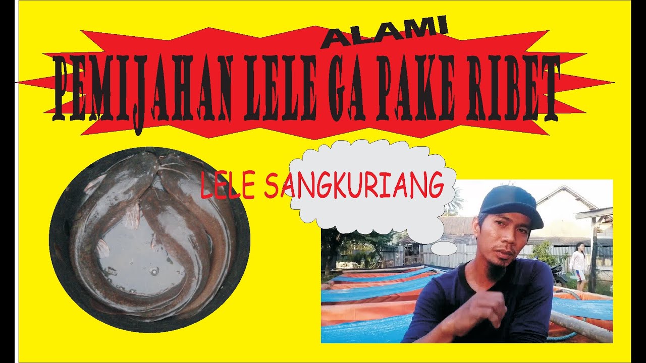 CARA PEMIJAHAN LELE SANGKURIANG , SECARA ALAMI 