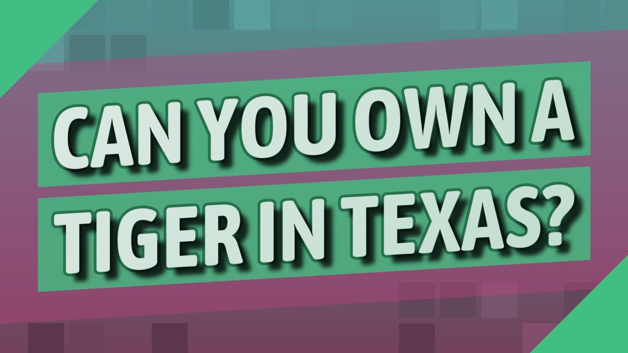 Can You Own A Tiger In Texas YouTube