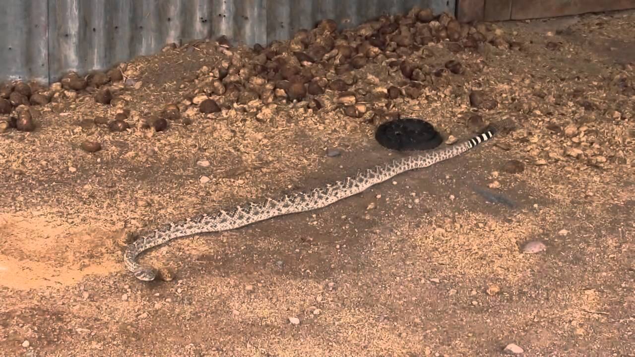 crotalus atrox toxoid for dogs Snake Peeks 13: Close Encounters