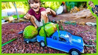 Trucks with Trailer Hauling Coconuts