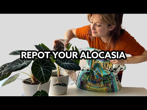 Repot an Alocasia and make Alocasia potting Mix!