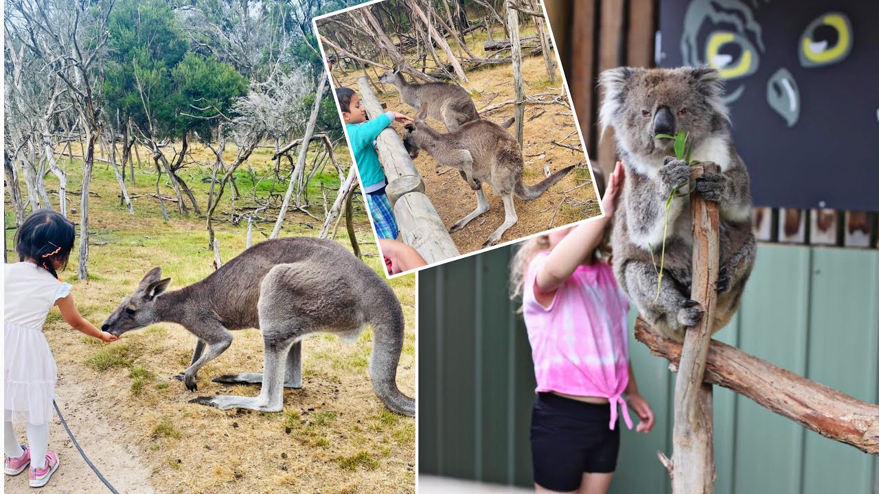 Feeding Kangaroo, Koala & Australian animals| Moonlit Sanctuary Wildlife Conservation Park Melbourne