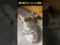 猫に何が起こったの?
