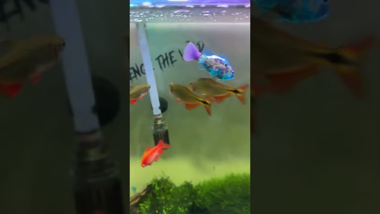 robot fish vs aquarium fish 🤖🐠
