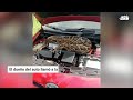 Aterrador momento en que enorme pitón fue hallada en el interior de un auto