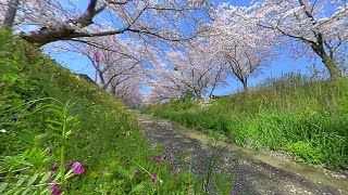 自然音と360Vr4K映像御所市の小川と桜　Japanese Small Landscape Cherry Blossoms In Gose City