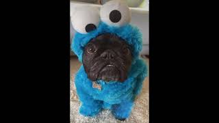 Halloween costumes for your doggos🎃