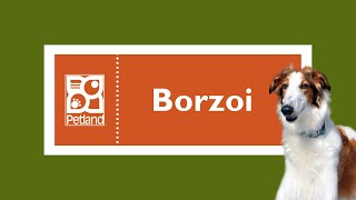 Borzoi Fun Facts by Petland Oklahoma City 11 views 3 months ago 46 seconds