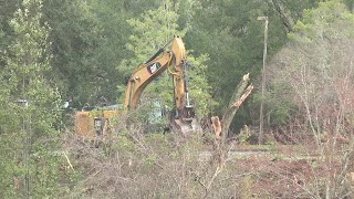 After brief pause, Tallahassee tears down 20 live oak trees amid concern from neighbors