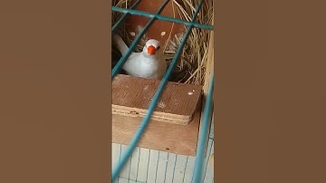 #shorts#java finch#birds#trending#shortvideo#viral#ytshort