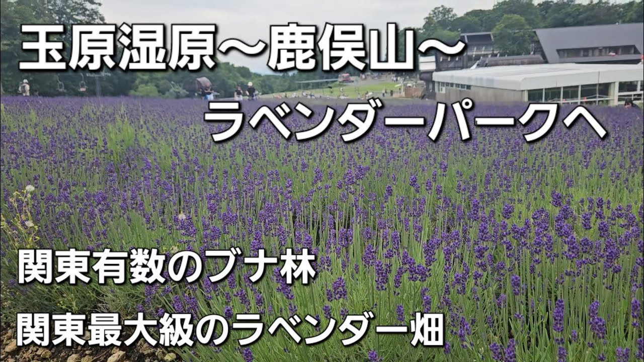 【玉原】玉原湿原から鹿俣山からラベンダーパークへ