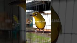 GOLDEN WHITE EYE BIRD MOST POWERFUL  SONG !!! #shorts