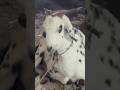 Deonar Bakra Mandi..#shorts #deonarbakra #deonarmandi #bakramandi #goats #bakra #animals #trending