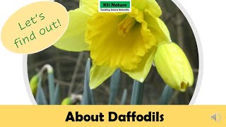 Daffodils for KS1 Science