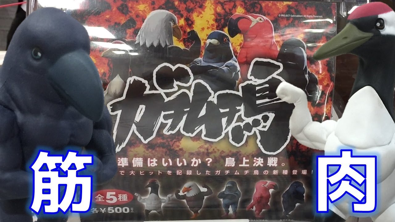 ガチャ やっと見つけた ガチムチ鳥ｗ 筋肉ムキムキのマッスルバード 開封 紹介 レビュー Youtube