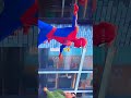 #spiderman #spidermanintothespiderverse spiderman edit