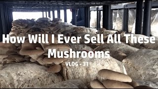 WTF VLOG - 31 How Will I Ever Sell All These Mushrooms