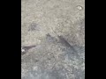 Catch the baby fish to play #fishing #cutefish #babyfish #魚 #釣り #fish #稚魚のいるくらし #稚魚を育てる