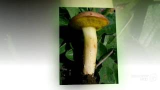 Aureoboletus gentilis - fungi kingdom