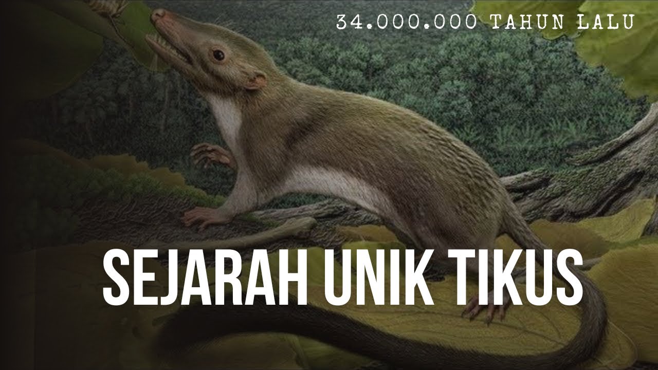 SEJARAH UNIK TIKUS