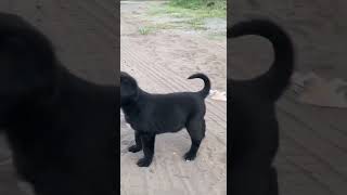 #short #shortvideo #shorts#puppy#viral #edit#سگ#توله سگ#۰