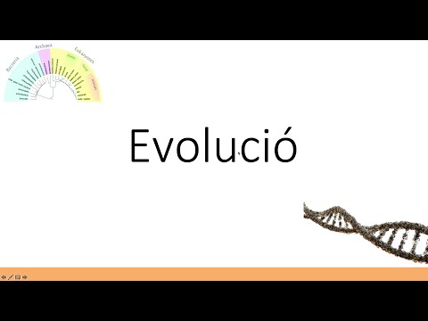 Vídeo: Quines són les evidències de l'evolució?