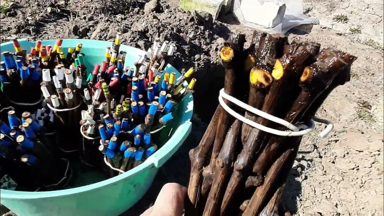 черенки винограда москва