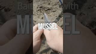 How to bait up with fresh Mussel.