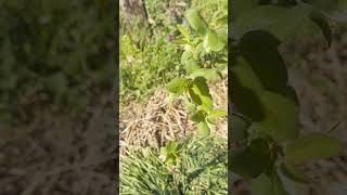 How to Get FREE Nitrogen for Your Plants  #permaculture #permacultura  #nitrogenfixation #free