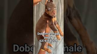Quality doberman puppy available in erode - 6374568204#pets #petshub #dog #erode #dogbreed #doberman