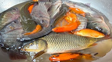 Kem Chanel thay nước cho bể bơi có cá chép, cá trê khổng lồ, cá vàng, con ba ba, cá rô phi, cá koi