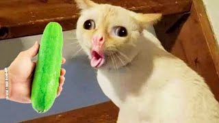 Try Not To Laugh 😁 New Funny Cats and Dogs Videos 😹🐶 Part 14