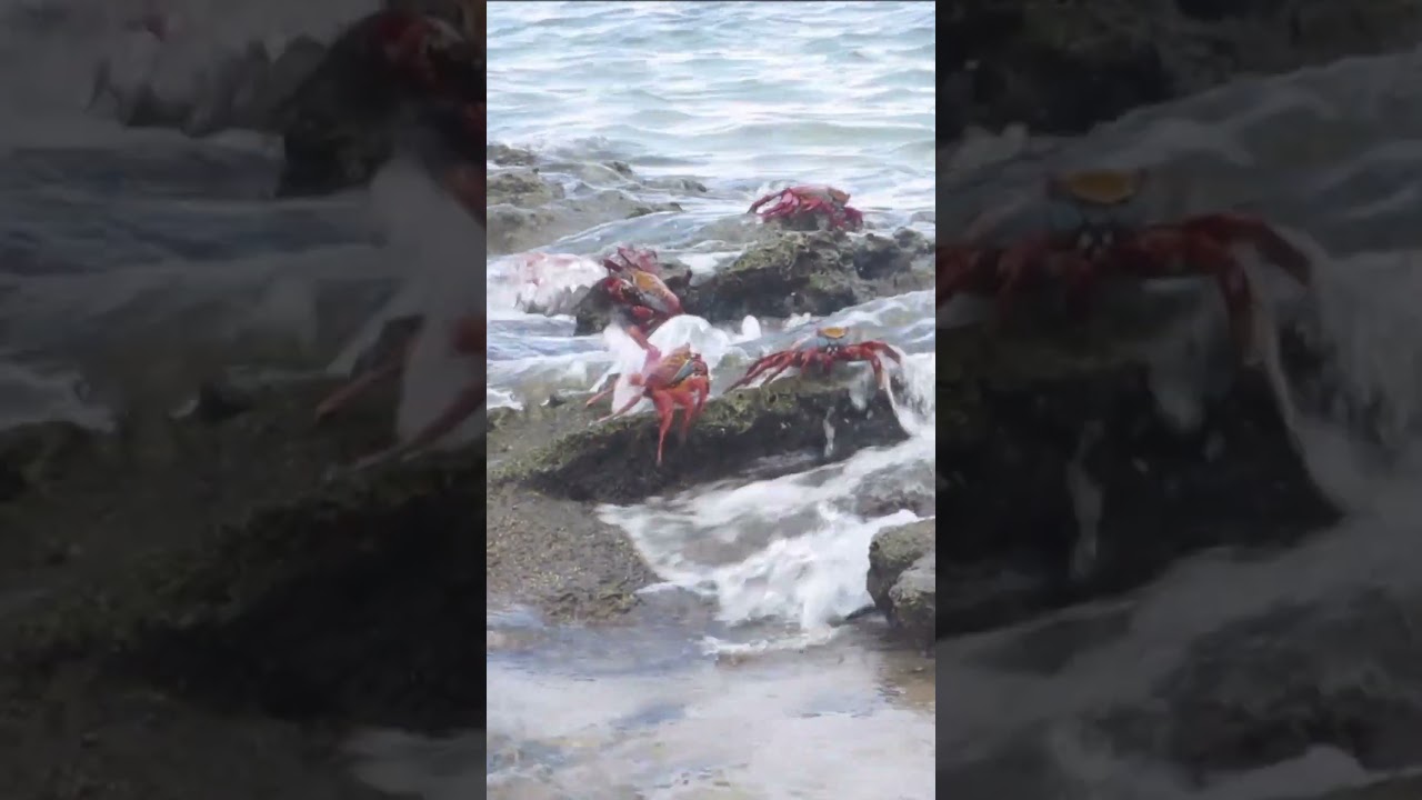 Sally Lightfoot Crab (Graspus graspus) Diet 