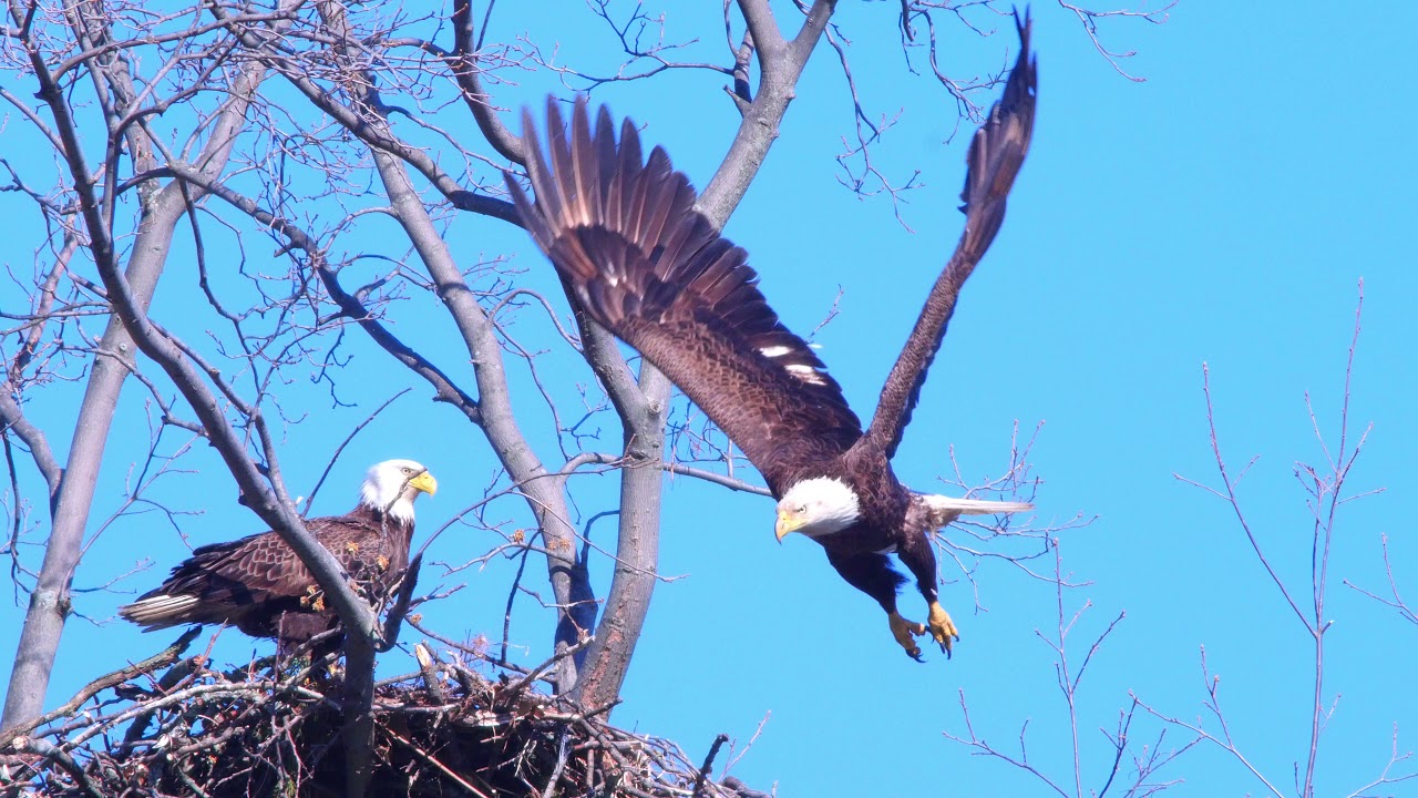 4K Slow Motion Bald Eagles of Centerport NY YouTube