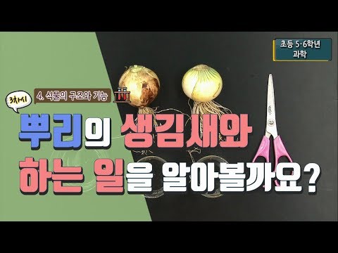 [Elementary Science 6-1] 4. Structure and Function of Plants - Lesson 3: Shall we learn about the...