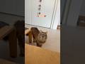 Her meows are so cute #cat