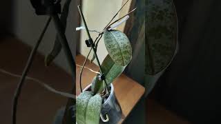 Phalaenopsis schilleriana. Орхидея Шиллириана ростит детку и цветоносы.