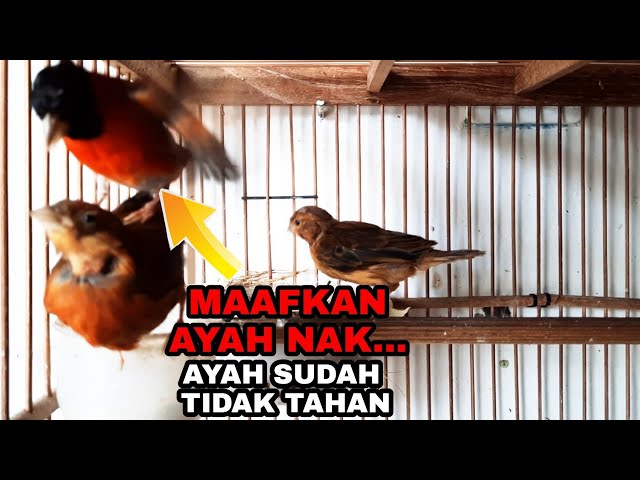 SEKALI MASUK LANGSUNG 10 X ENCUSS.....MENGAWINKAN REDSISKIN DAN KENARI BLACKRED. class=