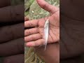 Little boy catching fish with net from the river — pure village skill! 🧒🐟🔥
