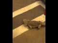 Bearded dragon having a run about