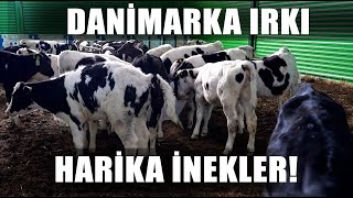Danimarka Irkı Harika İnekler! Dünyanın En İyisi Günde 33 Litre Süt / Abi Nerdesin?