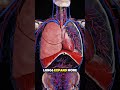 How thoracentesis removes fluids around the lungs (3D animation)#thoracentesis #lunghealth