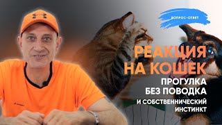 Реакция на кошек,прогулка без поводка и собственнический инстинкт