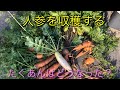 人参を収穫するだけの動画 (たくあんおまけ)
