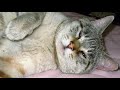 ねこの森には帰れない♪谷山浩子